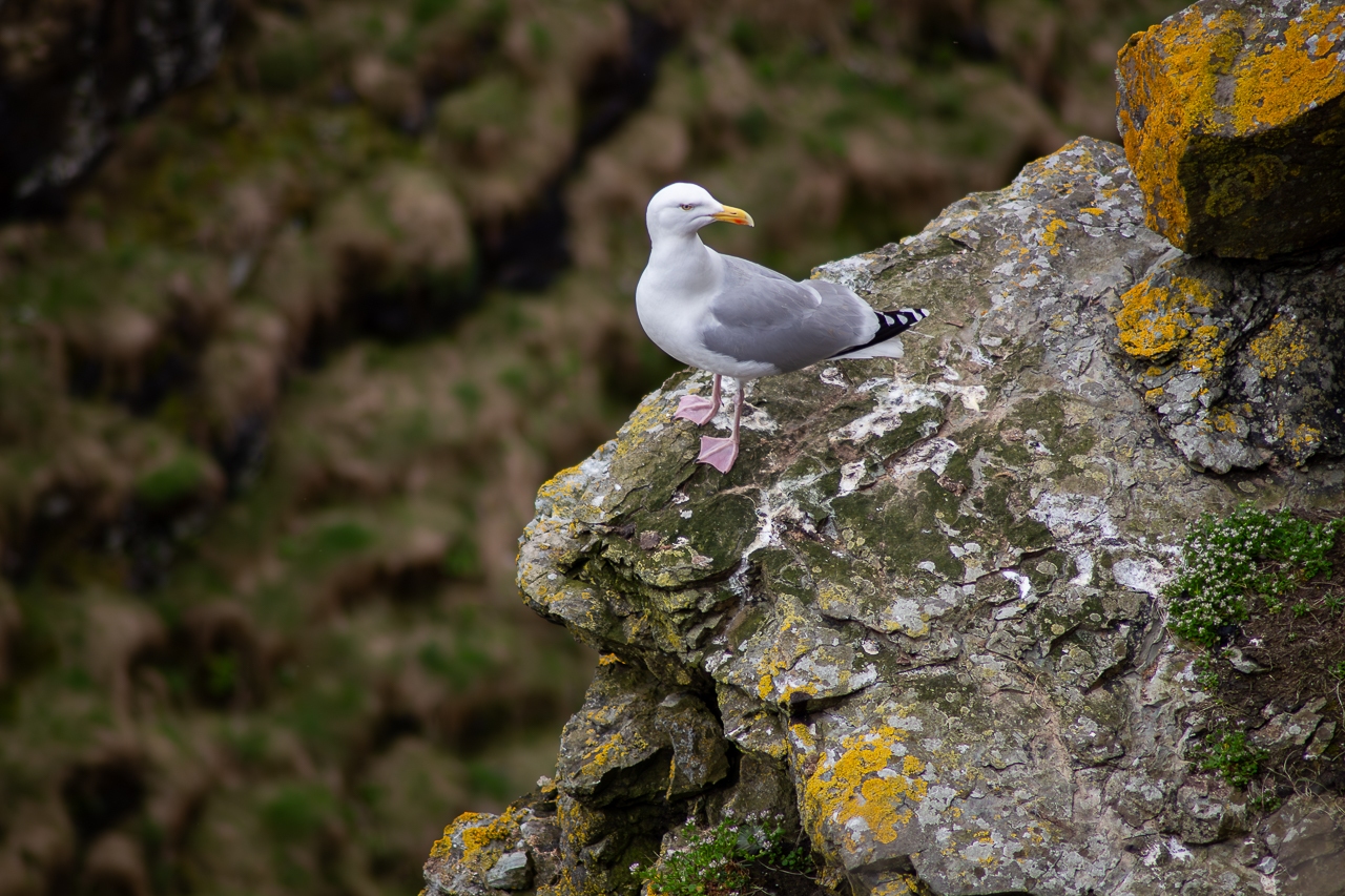 Morecambe surveys